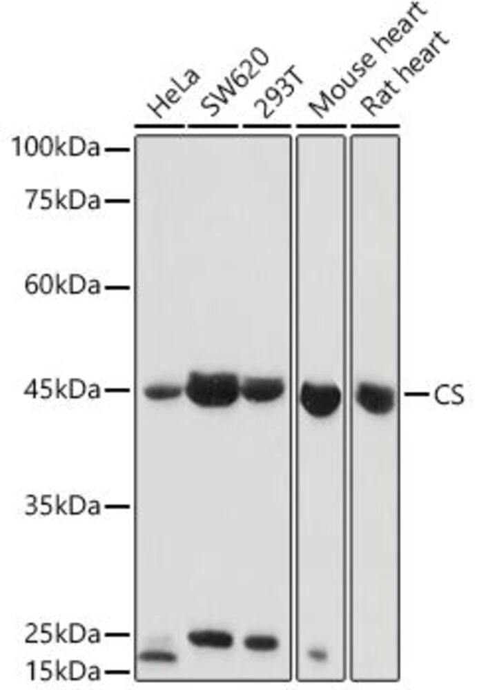 3CL3.1, Antibodies.Com