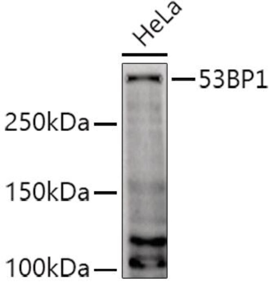 3CL5.1, Antibodies.Com