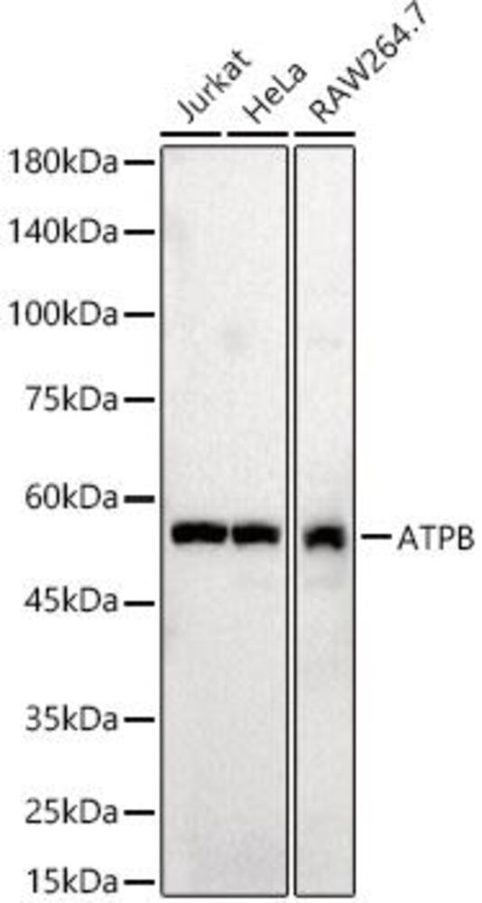3CL6.1, Antibodies.Com