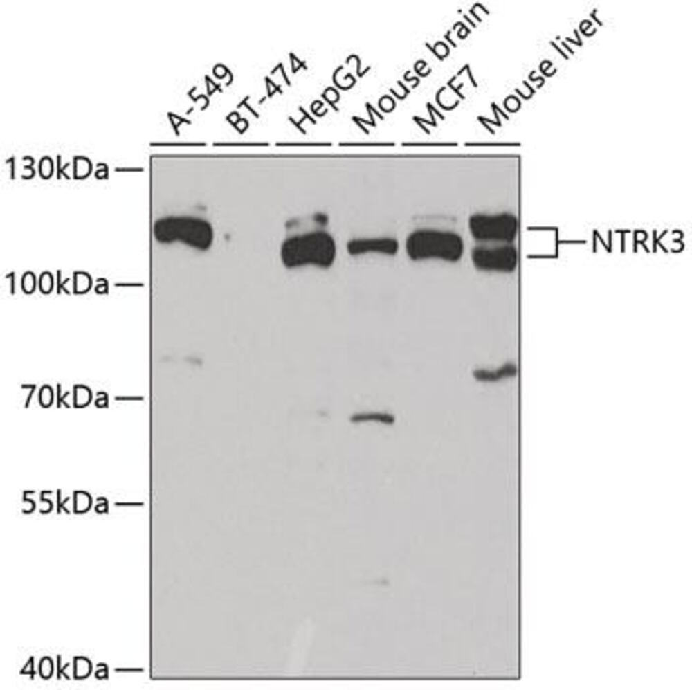 3CL7.1, Antibodies.Com