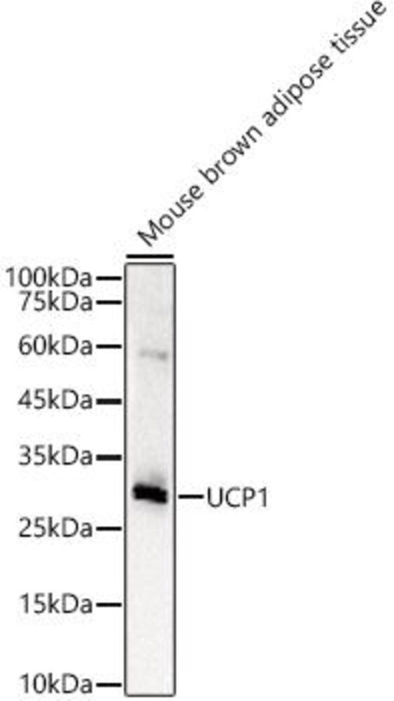 3CL8.1, Antibodies.Com
