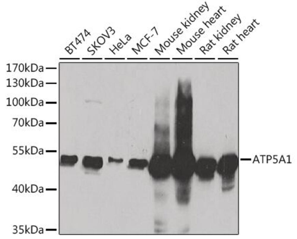 3CL9.1, Antibodies.Com