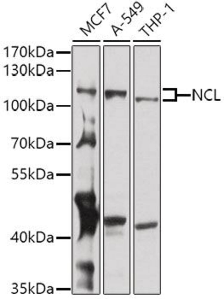 3CLA.1, Antibodies.Com