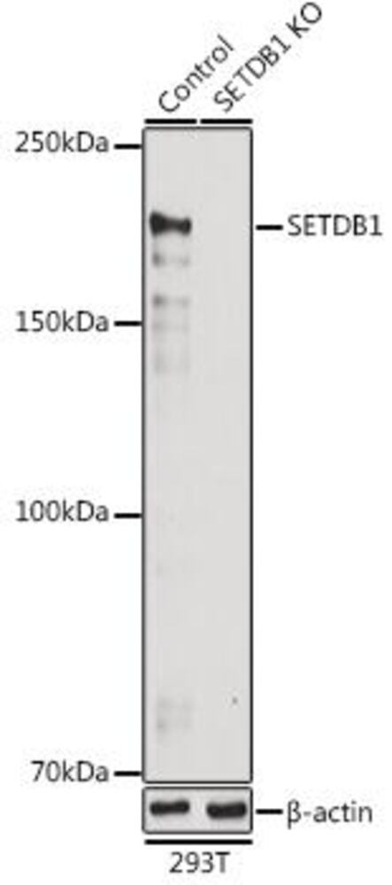 3CLC.1, Antibodies.Com