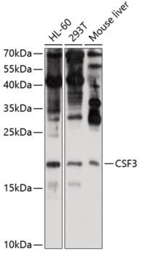 3CLE.1, Antibodies.Com
