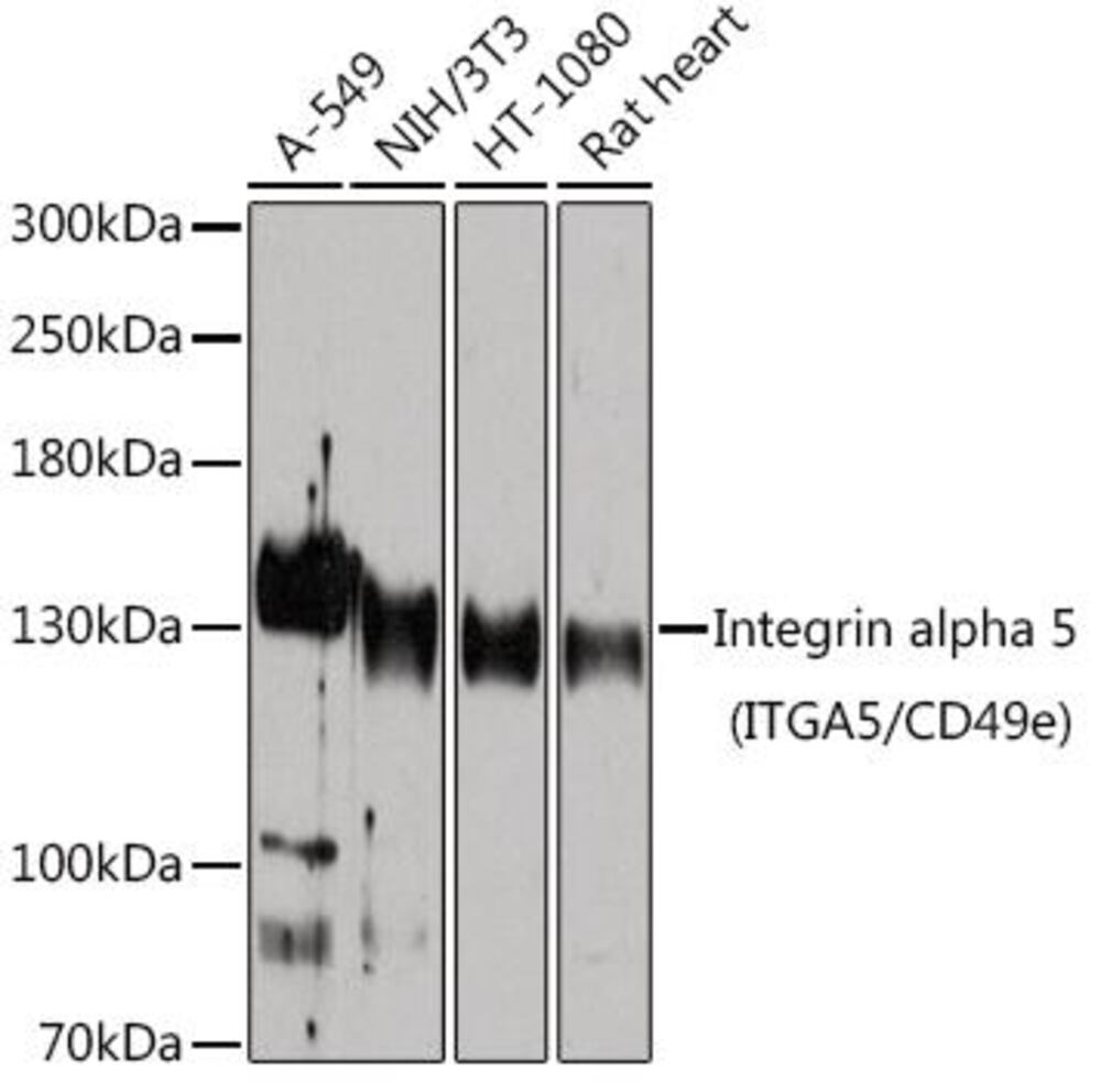 3CLH.1, Antibodies.Com