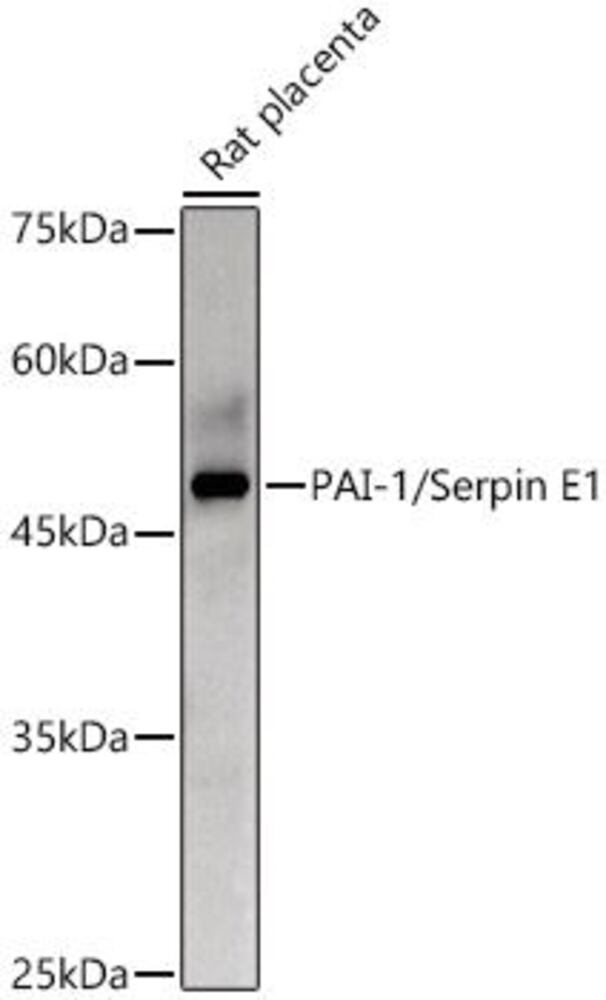 3CLK.1, Antibodies.Com