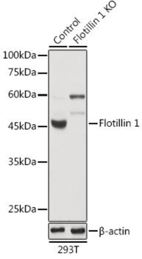 3CLL.1, Antibodies.Com