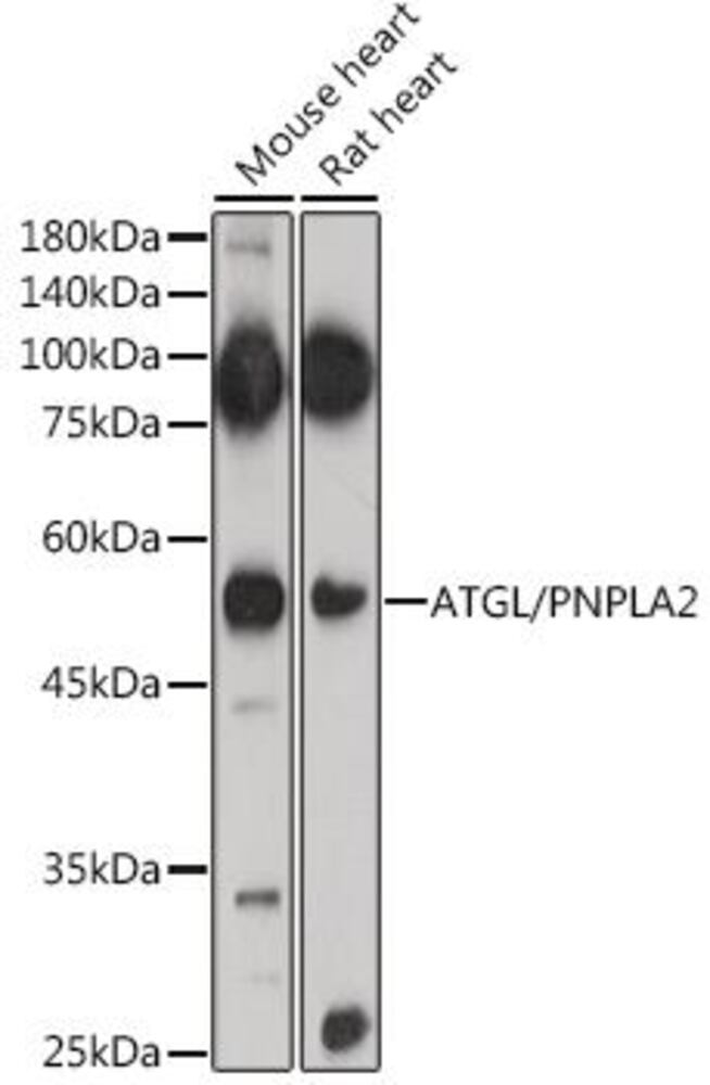 3CLN.1, Antibodies.Com