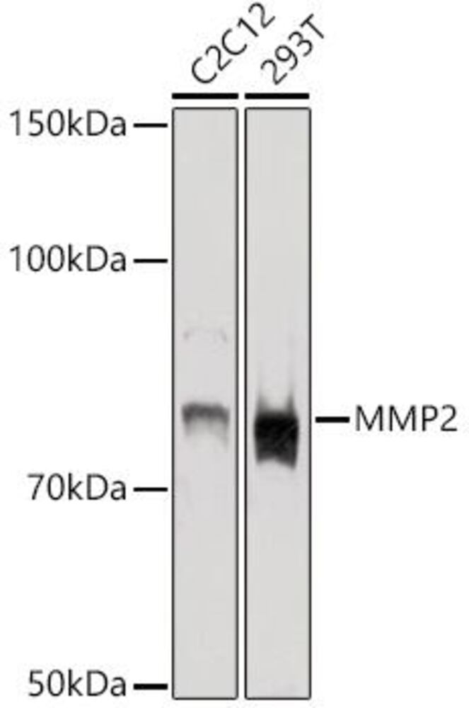 3CLP.1, Antibodies.Com