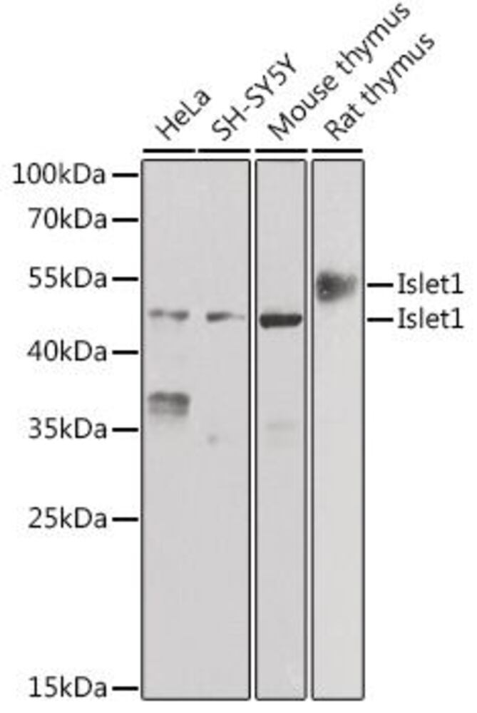 3CLX.1, Antibodies.Com
