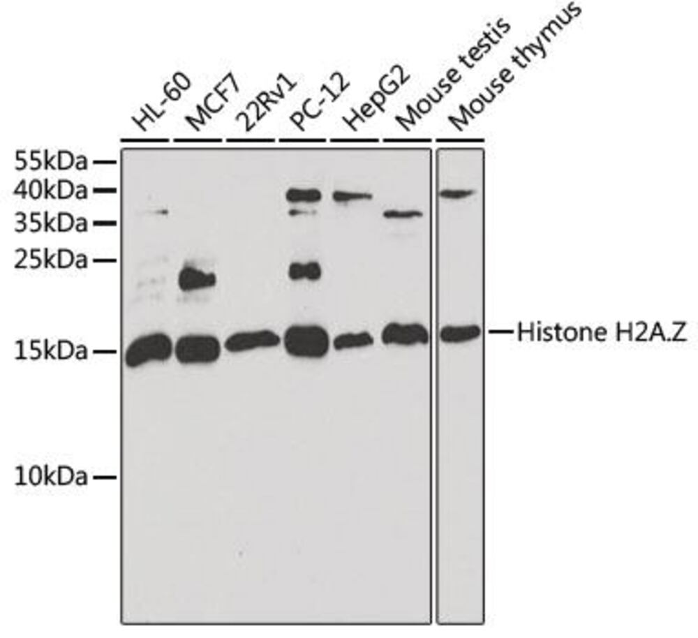 3CLY.1, Antibodies.Com