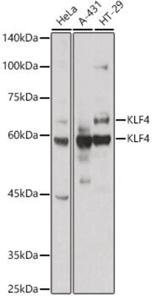 3CN0.1, Antibodies.Com