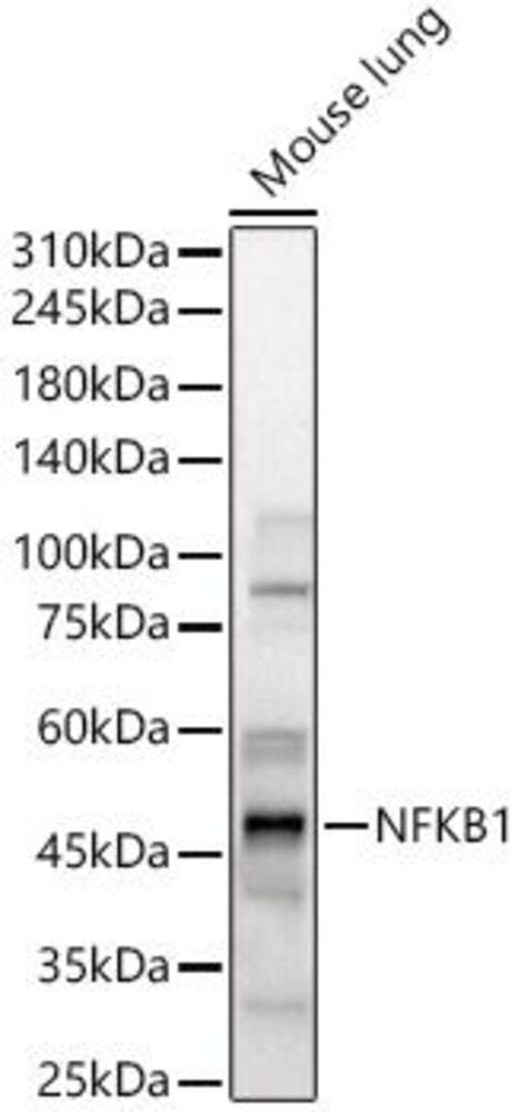 3CN1.1, Antibodies.Com