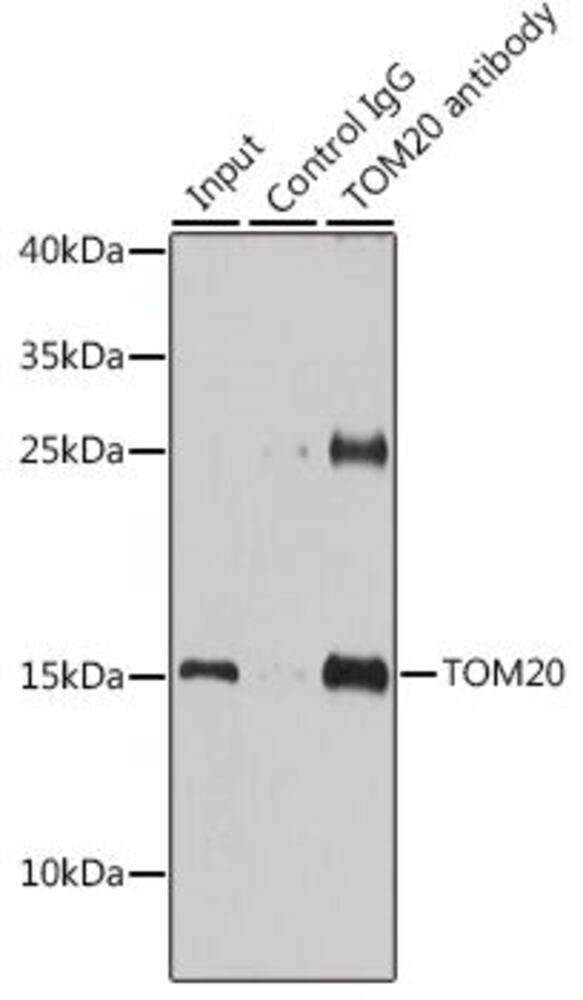 3CN2.1, Antibodies.Com