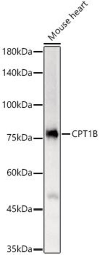 3CN3.1, Antibodies.Com