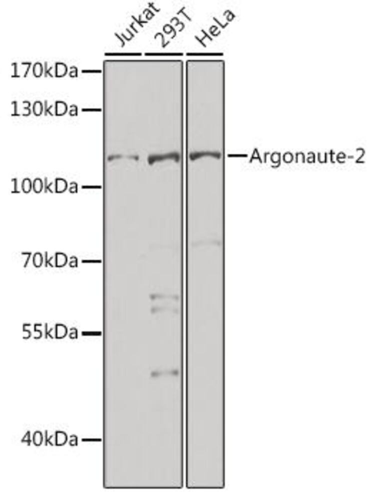 3CN4.1, Antibodies.Com