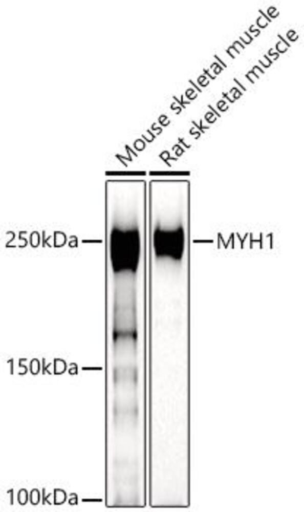 3CN5.1, Antibodies.Com