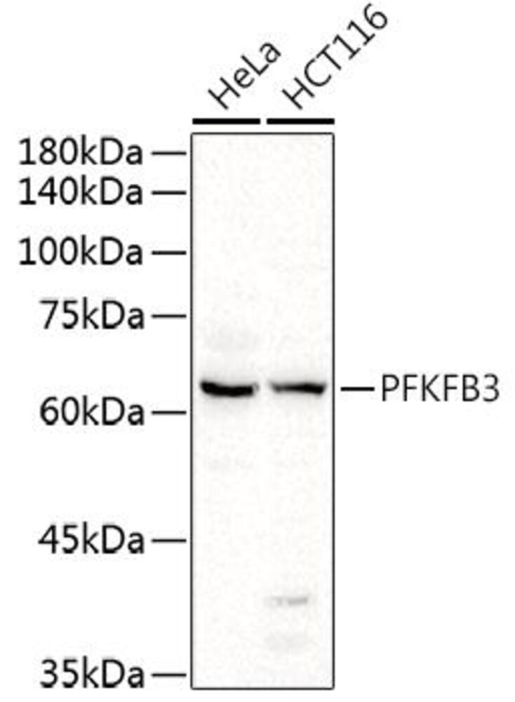 3CN6.1, Antibodies.Com