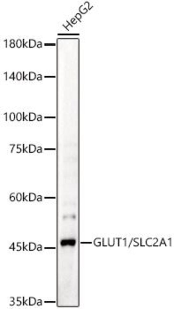 3CN7.1, Antibodies.Com