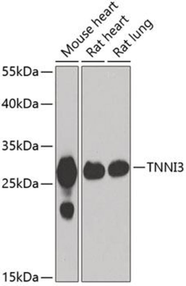 3CN8.1, Antibodies.Com