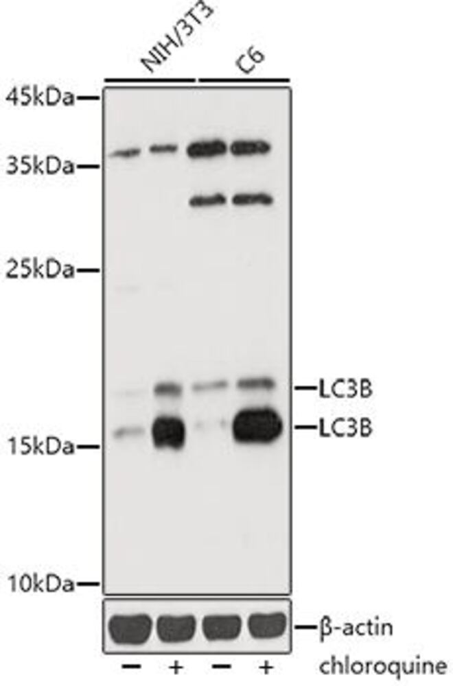 3CN9.1, Antibodies.Com
