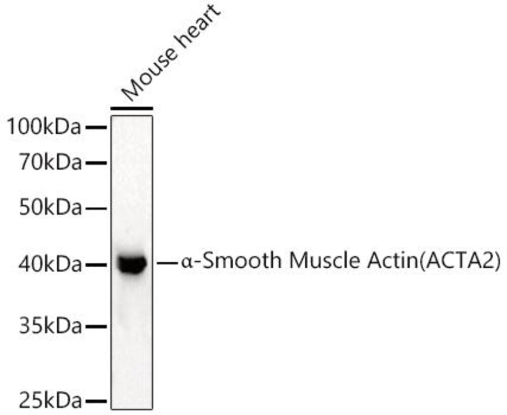 3CNA.1, Antibodies.Com