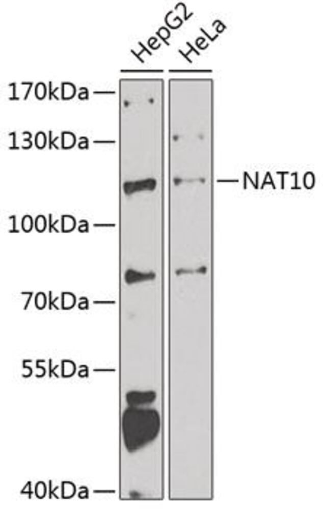3CNC.1, Antibodies.Com