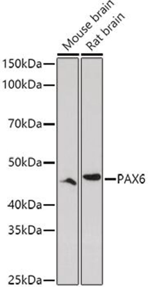 3CNL.1, Antibodies.Com