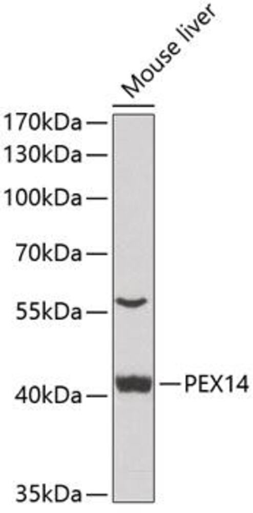 3CNN.1, Antibodies.Com