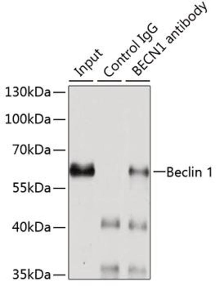 Anti-Beclin 1 Antibody