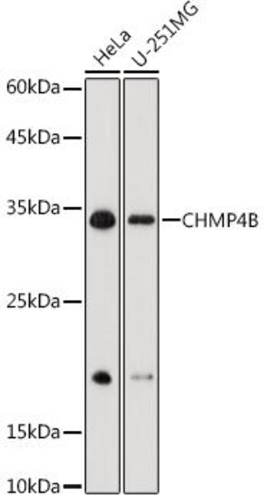 3CNX.1, Antibodies.Com