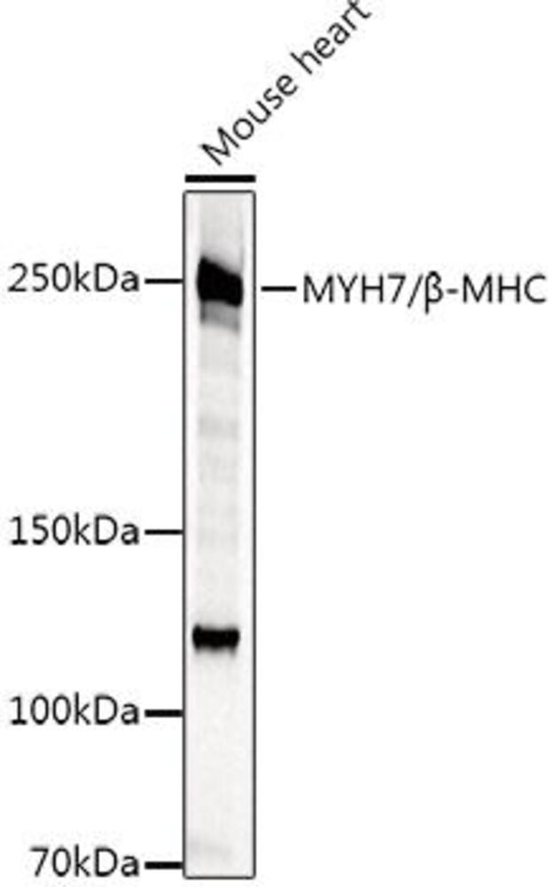 3CNY.1, Antibodies.Com