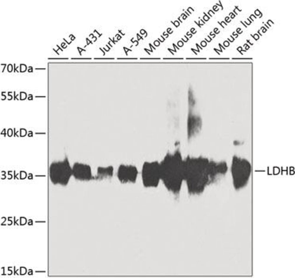 3CP0.1, Antibodies.Com
