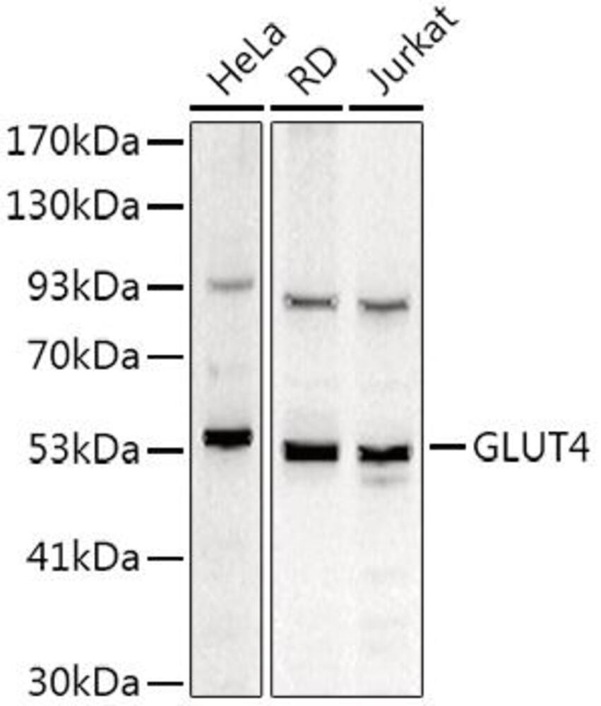 3CP1.1, Antibodies.Com