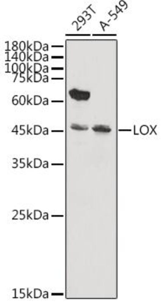 3CP3.1, Antibodies.Com