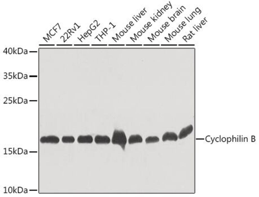 3CP4.1, Antibodies.Com