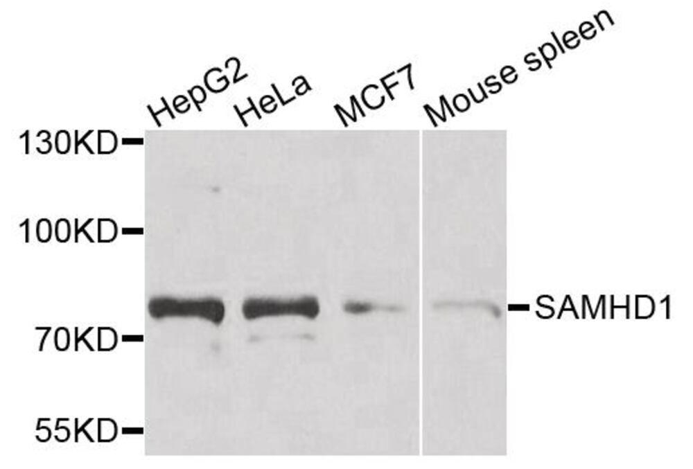 3CP5.1, Antibodies.Com