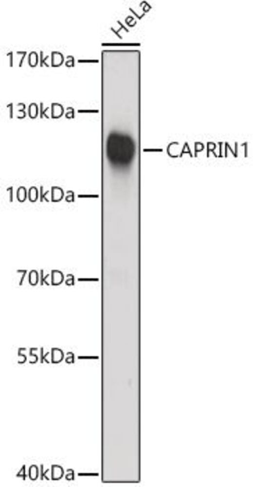 3CP6.1, Antibodies.Com
