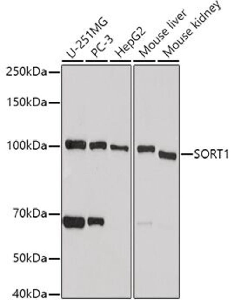 3CP8.1, Antibodies.Com