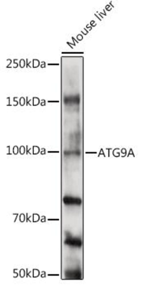 3CP9.1, Antibodies.Com