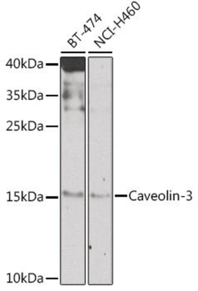 3CPA.1, Antibodies.Com