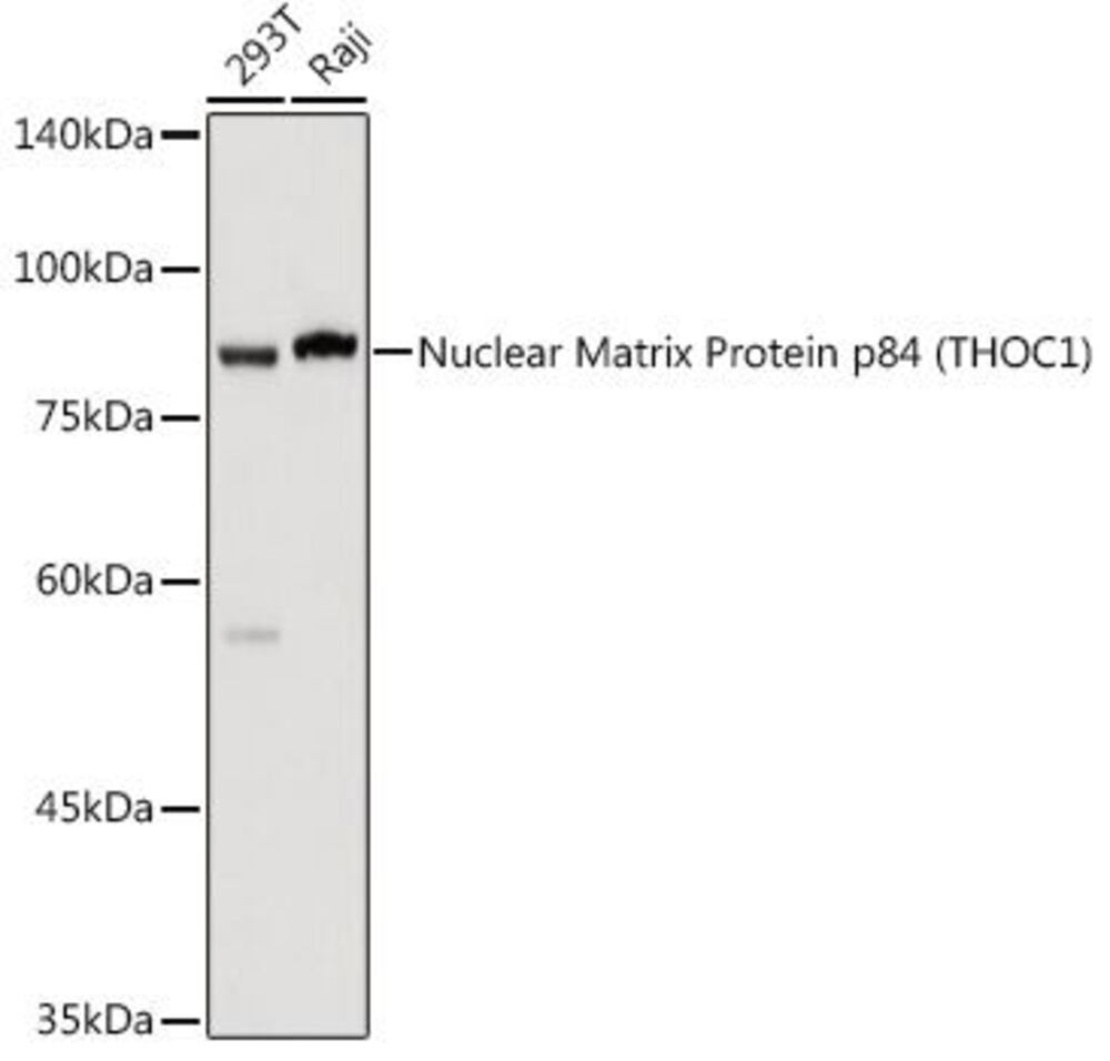 3CPC.1, Antibodies.Com