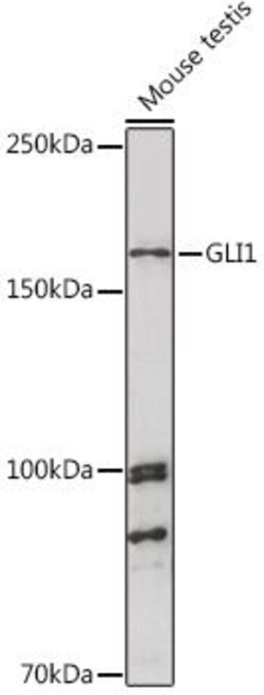 3CPE.1, Antibodies.Com