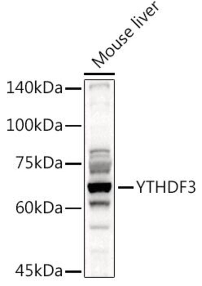 3CPH.1, Antibodies.Com