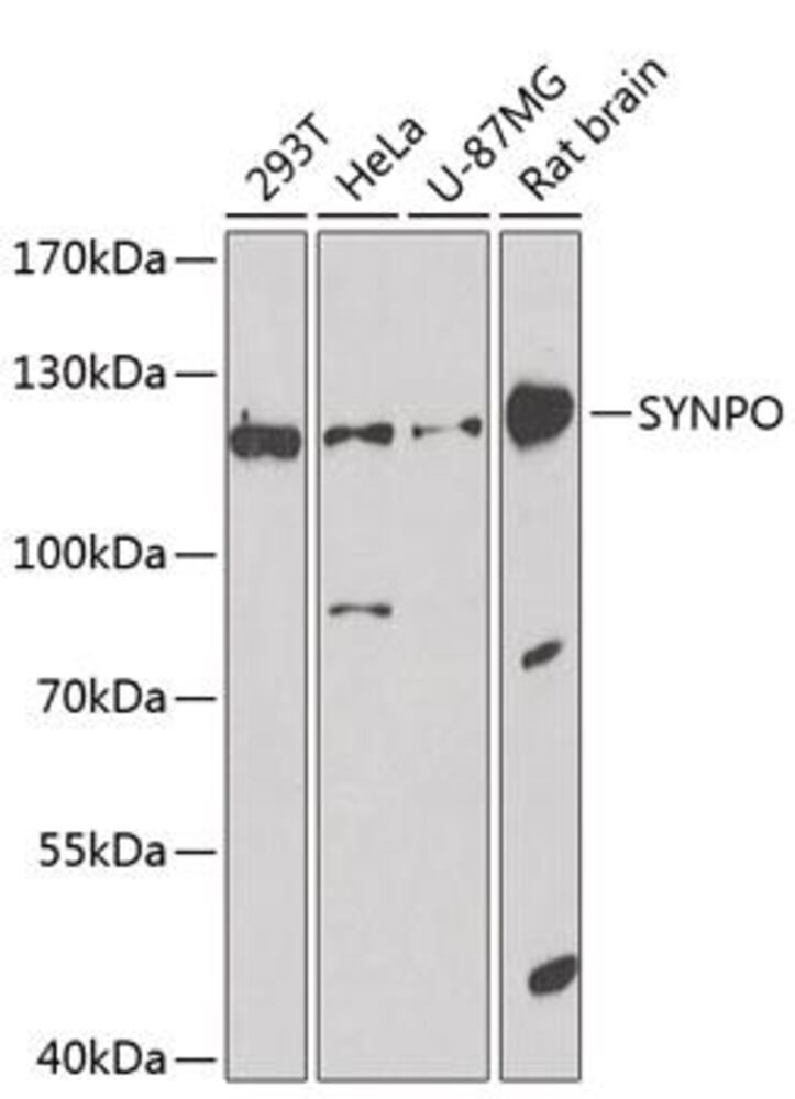 3CPK.1, Antibodies.Com