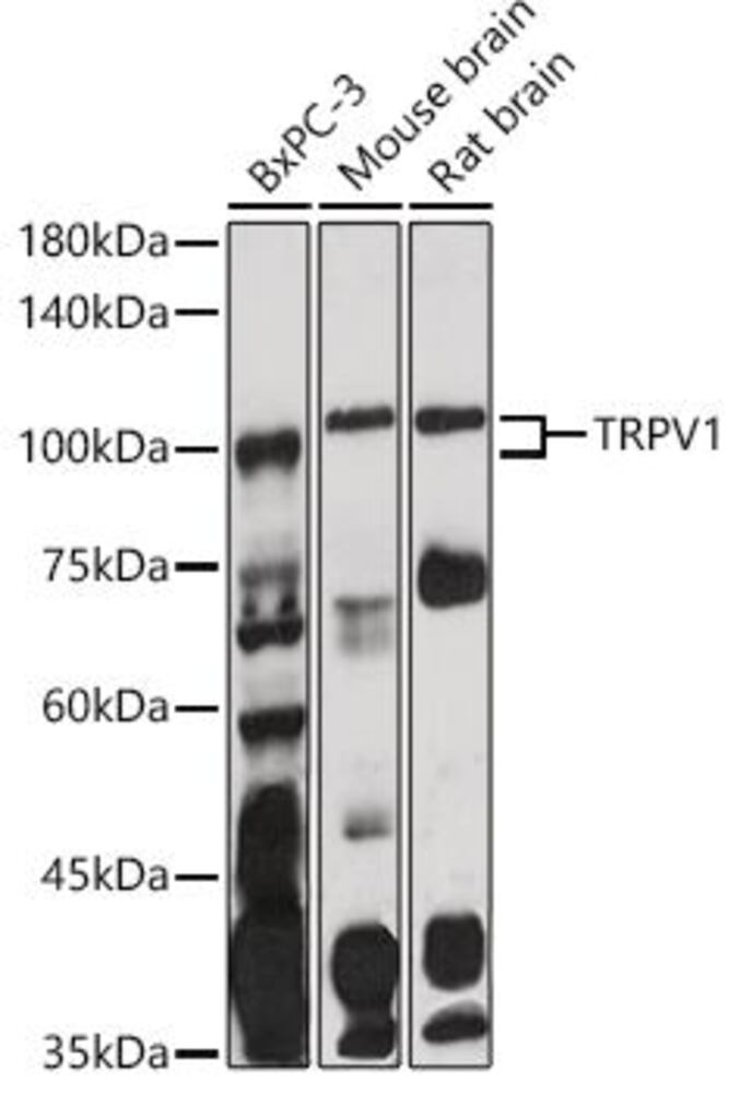 3CPL.1, Antibodies.Com