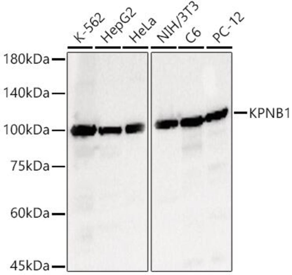 3CPP.1, Antibodies.Com