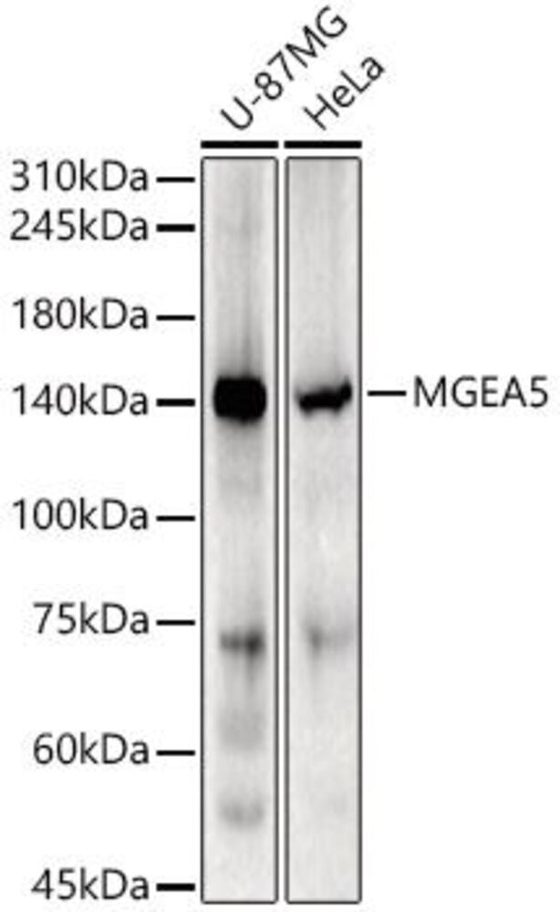 3CPT.1, Antibodies.Com