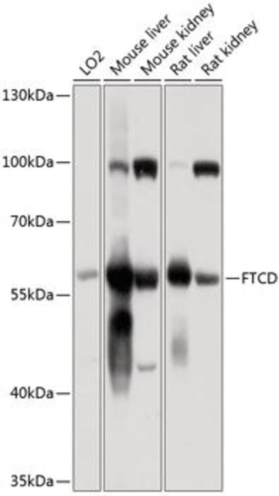 3CPX.1, Antibodies.Com